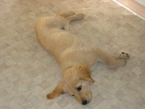 Golden retriever Molly - Det her er bare livet, rigtig afslapning.  billede 5