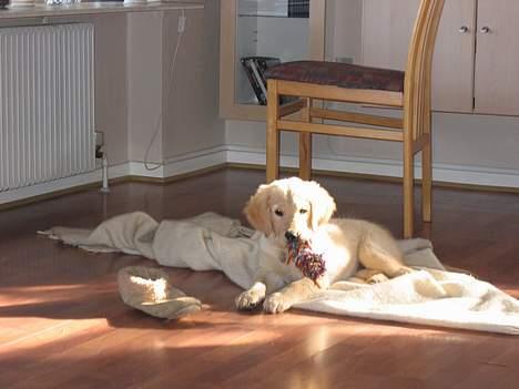 Golden retriever Molly - Det her er min bideklud, så den må jeg altså godt bide i billede 6
