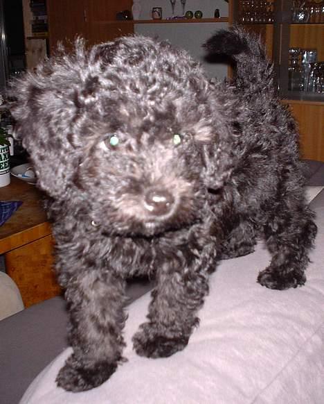 Dværgpuddel Balloo - Her var han ikke så stor endnu .. Kun i slawet :) .. Som I kan se leger han kat engang i mellem ;) billede 3