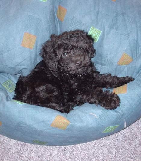 Dværgpuddel Balloo - Hey .. kan I ikke se, at jeg prøver at sove her! .. EJ ALTSÅ! .. Nå .. nu I er her .. det her er så et genialt sted at sove, at I ved det! billede 4