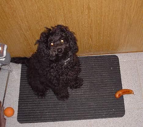 Dværgpuddel Balloo - Helt ærligt!? .. mener I det! .. Den er da ALT for stor! .. .. men den dufter godt nok dejligt! :) billede 5