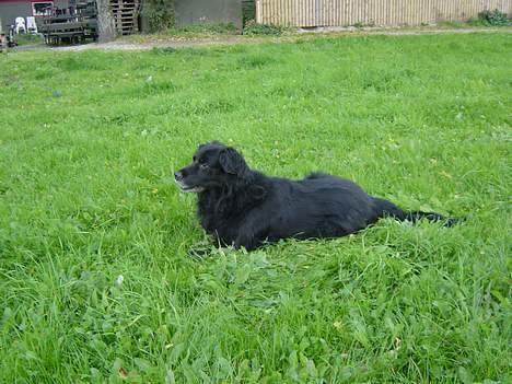 Blanding af racer Jack - En meget nybørstet hund. billede 8