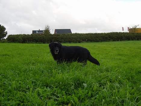 Blanding af racer Jack - En stor sort plet på en mark. billede 9