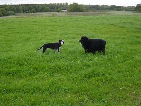 Blanding af racer Jack - Sjældent syn....jeg leger m Freia.....gider jeg ellers ikke!. billede 10