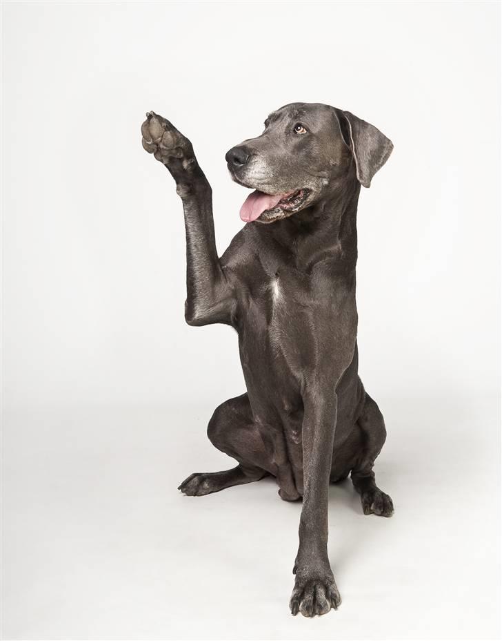 Grand danois BLUE TEMPTATION'S HOPE billede 1