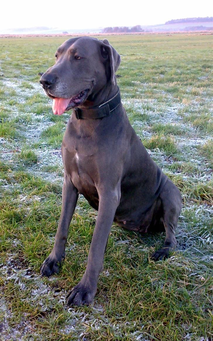 Grand danois BLUE TEMPTATION'S HOPE - Hvad er det?!?!? billede 2