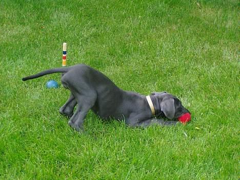 Grand danois BLUE TEMPTATION'S HOPE - lige ankommet til sit nye hjem.....Leeeeeeeg billede 3