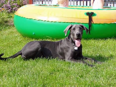 Grand danois BLUE TEMPTATION'S HOPE - afslapning efter en legetime  billede 4