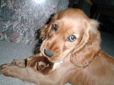 Cocker spaniel Chili - Hejsa :) billede 1