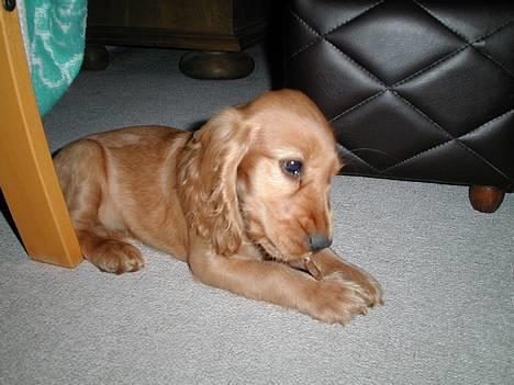 Cocker spaniel Chili - Naam billede 2