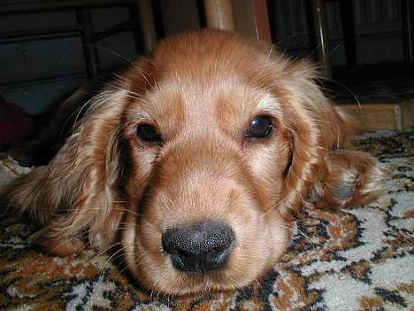 Cocker spaniel Chili - Hvad er det? ;) billede 3