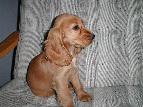 Cocker spaniel Chili - Jeg er født som model billede 4