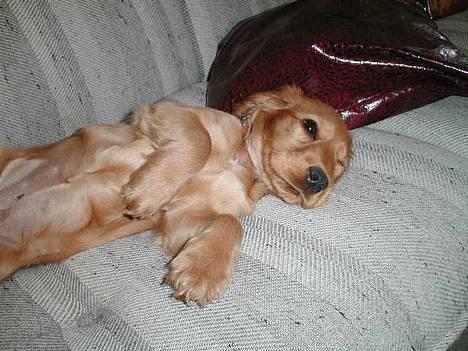 Cocker spaniel Chili - Vil du ik lege ? billede 5