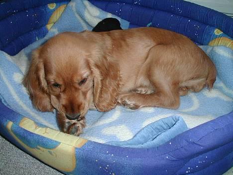 Cocker spaniel Chili - Avv billede 6