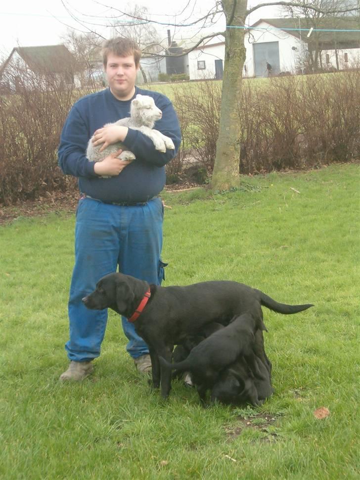 Labrador retriever           (formel1)Vikki  - Det er Så Vikki med det røde halsbånd, en masse hvalp fra da Vikki blev mor og Dennis med Lindberg, som blev Vikkis bedste ven, og de har været på sammen og badetur... billede 1