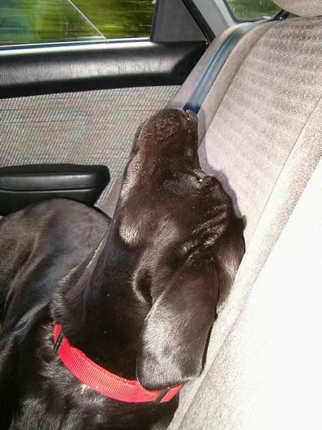 Labrador retriever           (formel1)Vikki  - er jeg ikke bare fin? billede 9