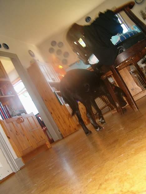 Labrador retriever           (formel1)Vikki  - hvad der ikke noget der, som kan spies billede 8