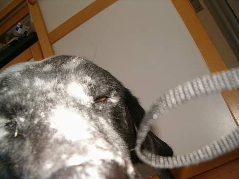 Labrador retriever           (formel1)Vikki  - men det kan vi jeg alså billede 6