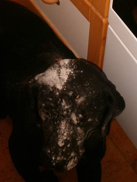 Labrador retriever           (formel1)Vikki  - hvem siger en hund ikke kan laver mad billede 5