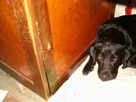 Labrador retriever           (formel1)Vikki  - jeg kigger på fie måske må jeg sid hos hende billede 4