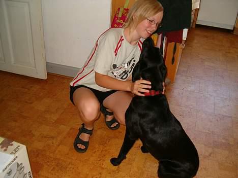 Labrador retriever           (formel1)Vikki  - bare et kys billede 3