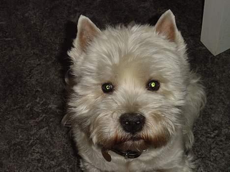 West highland white terrier Sivas - Dette er et af de nyeste billeder af Sivas! Han er blevet bange for blitzen på vores kamera (han tror det lyner), det er derfor desværre svært at "fange" ham! billede 1