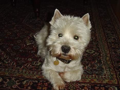 West highland white terrier Sivas - Også et af de nyeste billeder! Her er han næsten lige blevet trimmet. billede 2