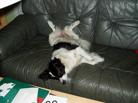 Blanding af racer Pjuske - Det er bare afslapning. billede 1