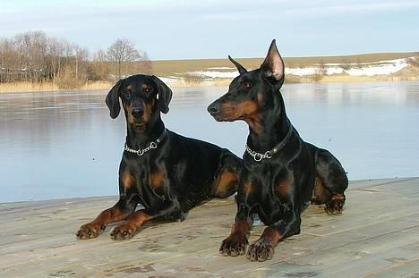 Dobermann Neckelmanns Shiva *RIP* - Marts 2005... Tøserne i frøperspektiv... billede 10