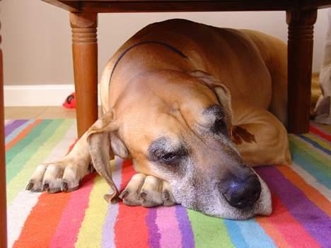 Grand danois Tjalfe (1998 - 2008) - 13/10-2003 Tjalfe 5 år, under bordet. billede 2