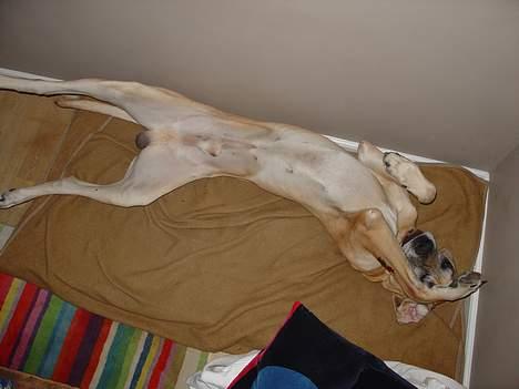 Grand danois Tjalfe (1998 - 2008) - 3/11-2003 Tjalfe 5 år, i næsten fuld længde. billede 3