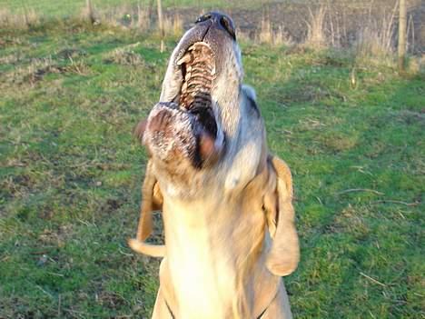 Grand danois Tjalfe (1998 - 2008) - 14/2-2004 Store savlemonster. billede 4