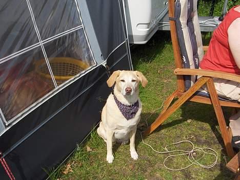 Labrador retriever lady billede 1