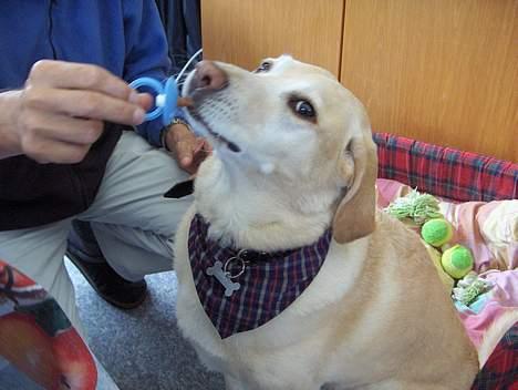 Labrador retriever lady billede 2