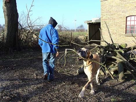 Grand danois Tjalfe (1998 - 2008) - 5/2-2004 Tjalfe hjælper med at ordne brænde. billede 5