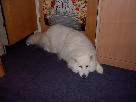 Samojedhund Snuggi ! - Her er hun så ! billede 1