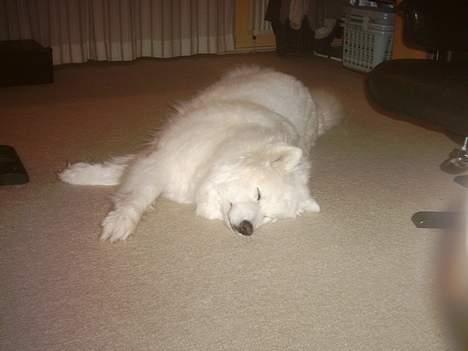 Samojedhund Snuggi ! - Tjaaeh .. Man blev jo træt .. billede 2