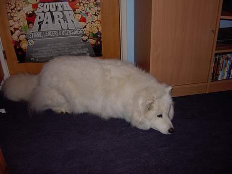 Samojedhund Snuggi ! - Og en gang til ! billede 3