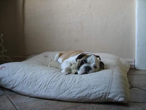 Engelsk bulldog Diesel - Sometimes life is hard..... billede 9