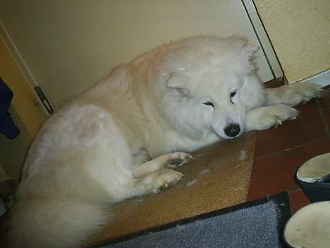 Samojedhund Snuggi ! - Halv Vågen ! billede 4