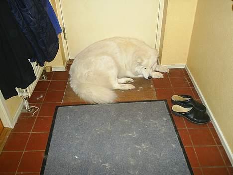 Samojedhund Snuggi ! - På sin plads ! .. Holder vagt .. hehe billede 5