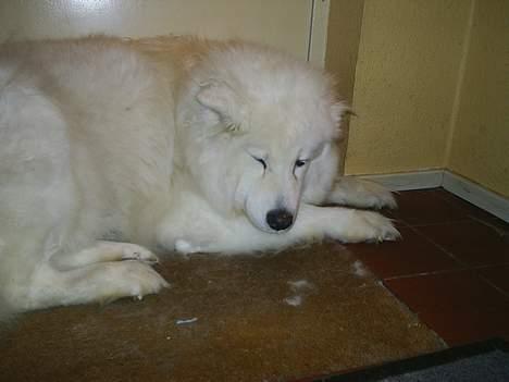 Samojedhund Snuggi ! - " Hold nu op med at ta´ billeder af mig .. ;P .. billede 6