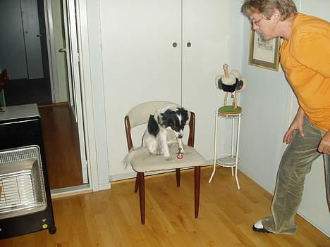 Blanding af racer Pjuske - hovsa der røg sutten, nej mor der er ingen der må se det. billede 3