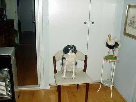 Blanding af racer Pjuske - hvad sker der her billede 2