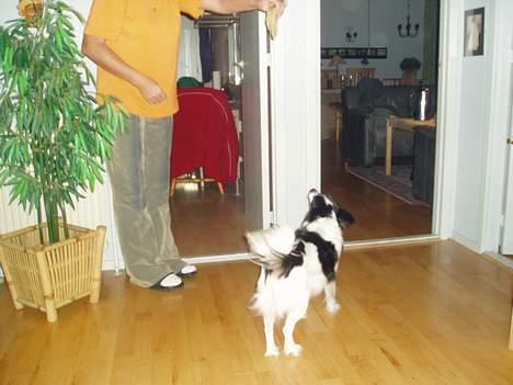 Blanding af racer Pjuske - ja kom så med det billede 5