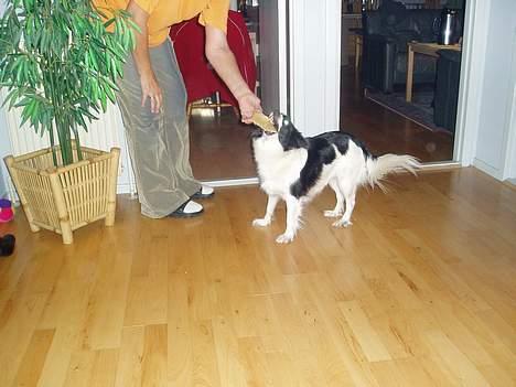 Blanding af racer Pjuske - juhu jeg fik mit kødben en lille sko billede 6