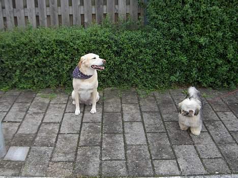 Labrador retriever Lady billede 4