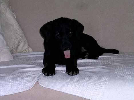 Blanding af racer freja - freja 8 uger gammel billede 1