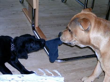 Blanding af racer freja - det er min sok...............nej det er min sok billede 2