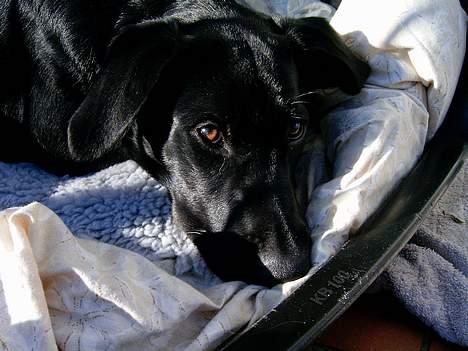 Blanding af racer freja billede 3